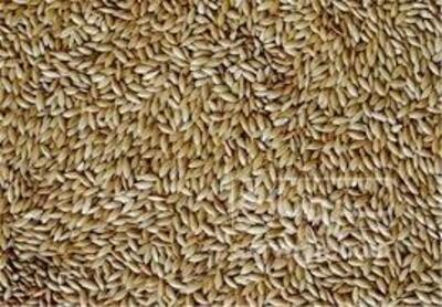 فروش  تخم کتان