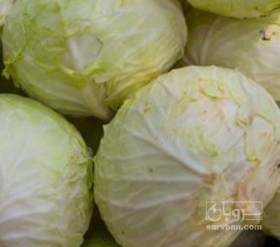 فروش کلم برگی