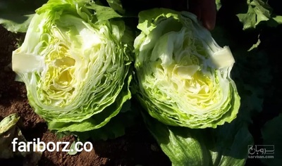 فروش وصادرات کاهو آیسبرگ