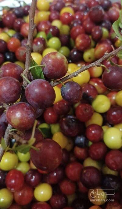 فروش آلوچه جنگلی ارگانیک