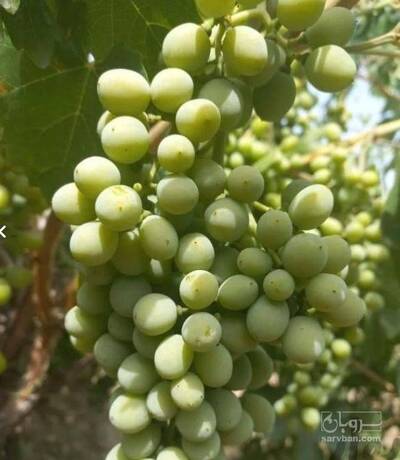 فروش غوره کندری