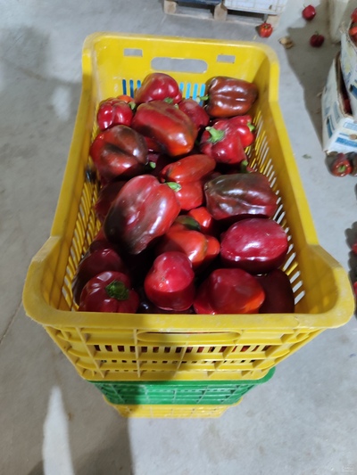 فروش فلفل دلمه ای قرمز