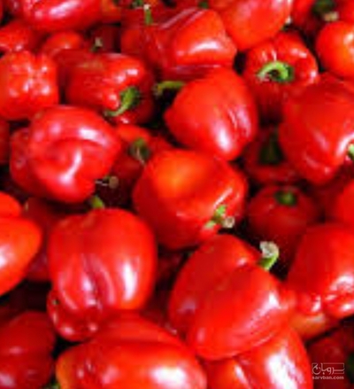 فروش فلفل دلمه ای قرمز