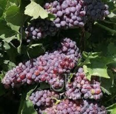 فروش انگور یاقوتی