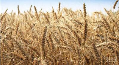 فروش گندم