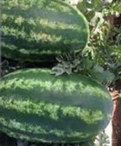 فروش هندوانه