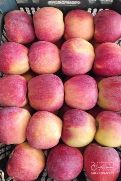 فروش سیب قرمز دماوندی
