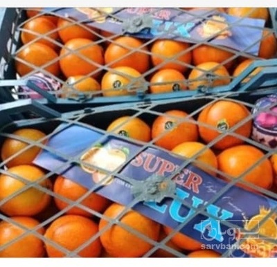 فروش پرتقال صادراتی