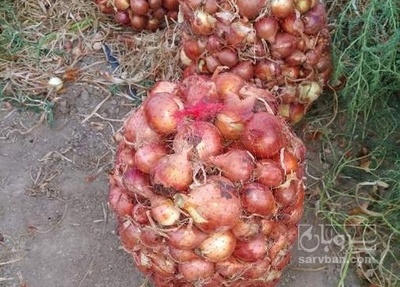 فروش پیاز زرد