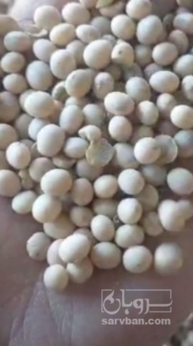 فروش سویا اجیلی