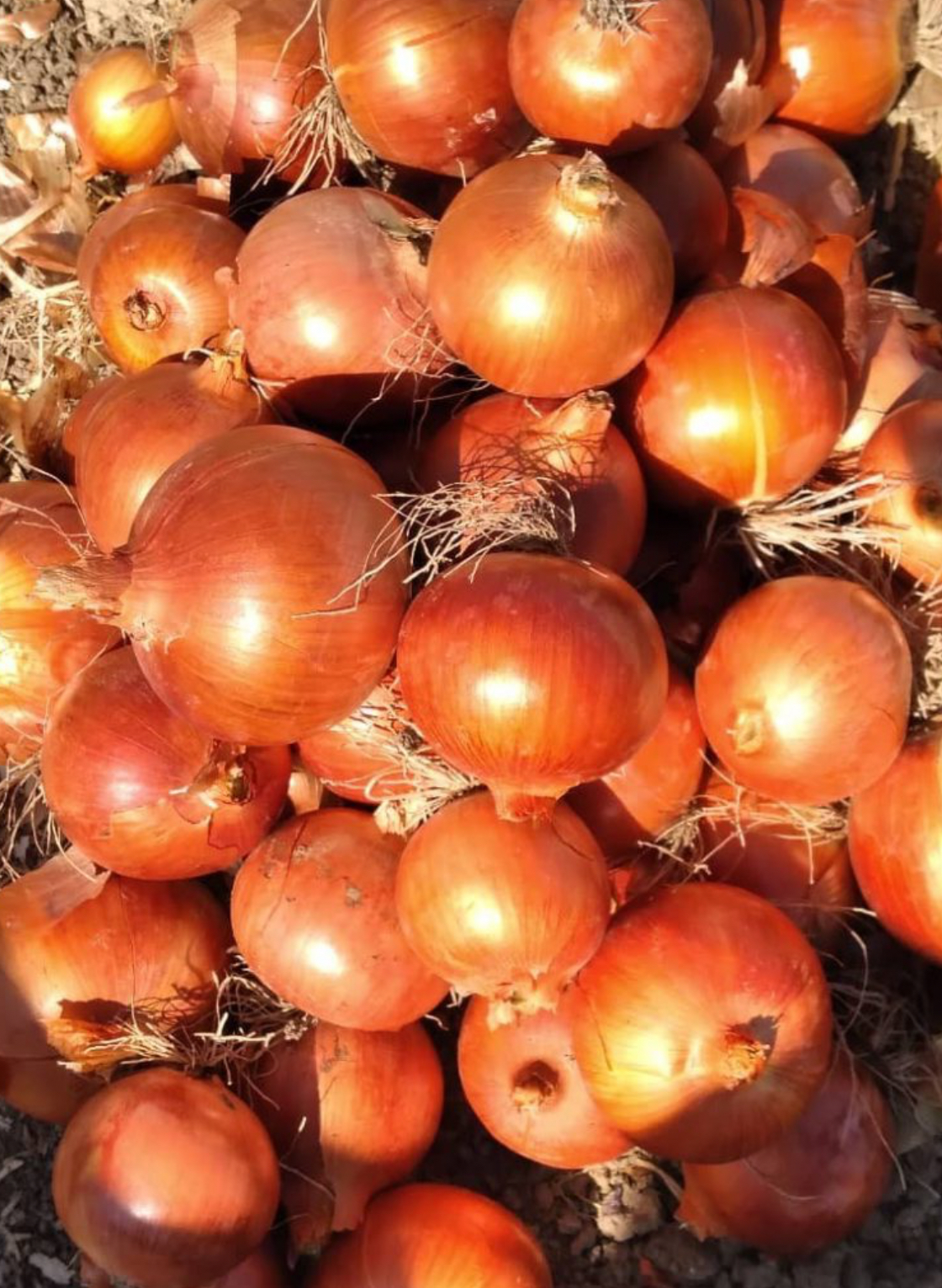 فروش پیاز طلایی