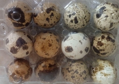 فروش تخم بلدرچین