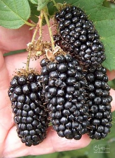 فروش تمشک(بلک بری)
