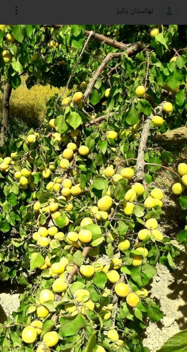 فروش زردآلو
