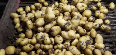 فروش سیب زمینی جلی