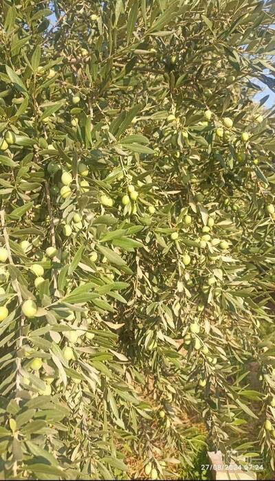 فروش زیتون سردرختی