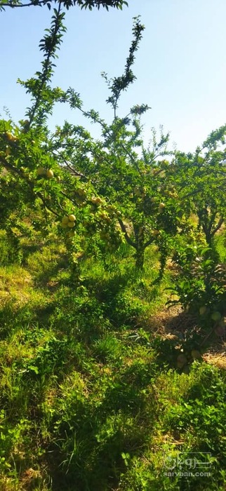 فروش آلو زرد