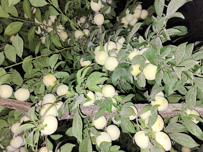 فروش آلو زرد