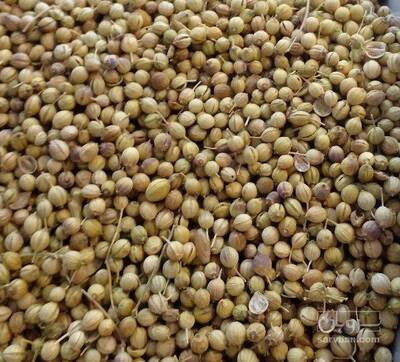 فروش تخم گشنیز