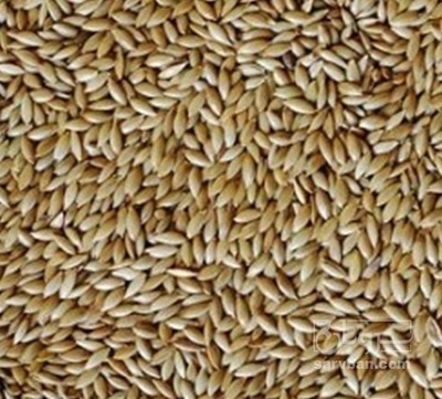 فروش تخم کتان