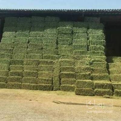 فروش یونجه