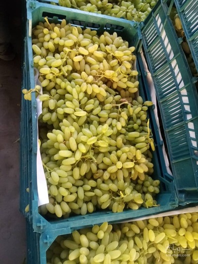 فروش انگور پیکامی صادراتی