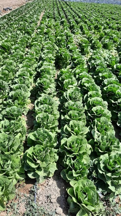 فروش کاهو رومانو