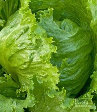 فروش کاهو ایسبرگ