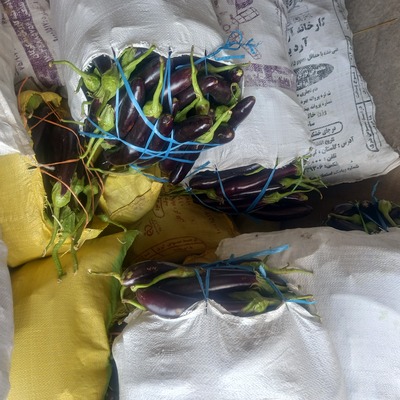 فروش بادمجان قلمی