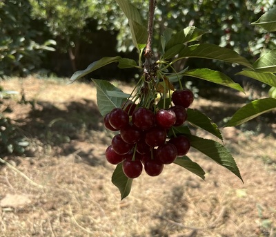 فروش آلبالو گیلاسی