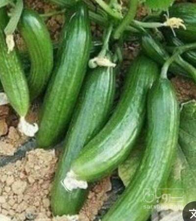 فروش خیارسبز بذر هیبریدی
