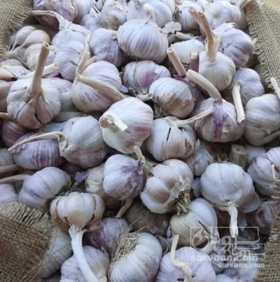 فروش سیر تند خشک