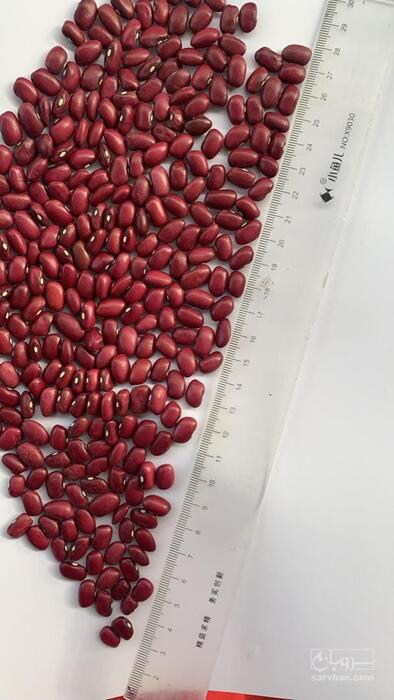 فروش لوبیا قرمز