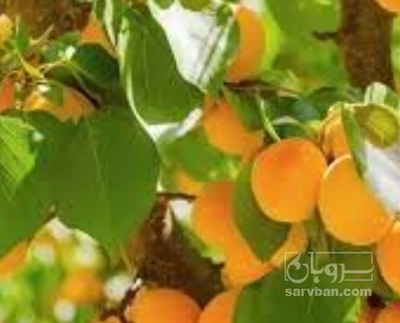 فروش زردآلو