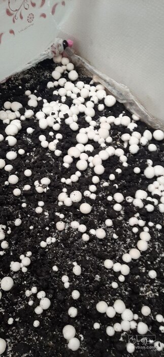 فروش قارچ دکمه ای