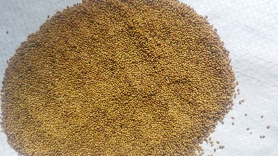 فروش بذر یونجه