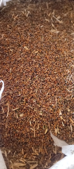 فروش منداب (گیاه‌ دارویی)