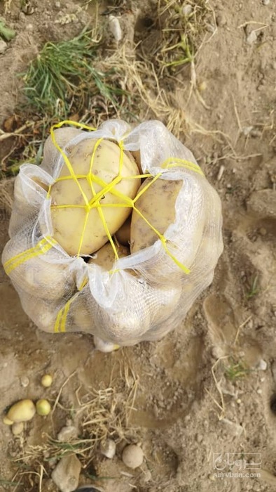 فروش سیب زمینی سانتا