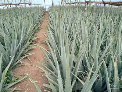 فروش آلوئه ورا برگ