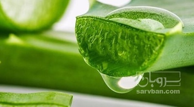 فروش آلوئه ورا برگ