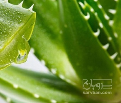 فروش آلوئه ورا (گیاه‌ دارویی)