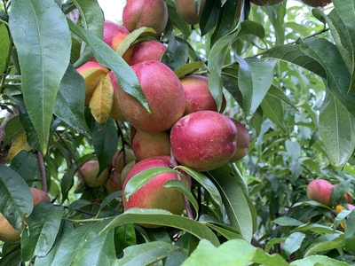 فروش شلیل سیبی