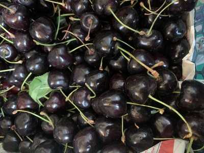 فروش گیلاس تکدانه