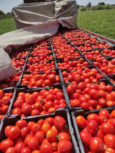 فروش گوجه فرنگی