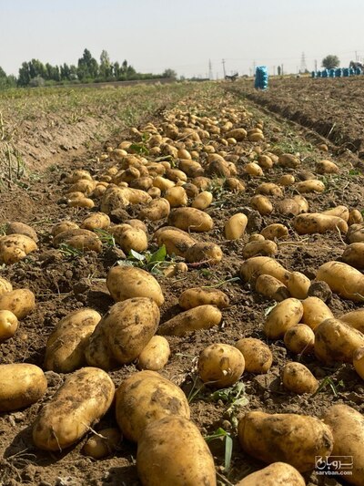 فروش سیب زمینی