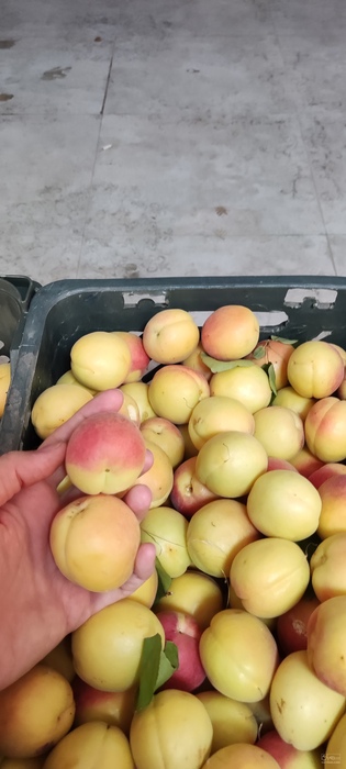 فروش زردآلو