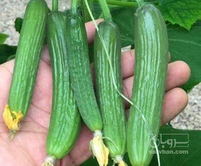 فروش خیار ویژه خیار شوری