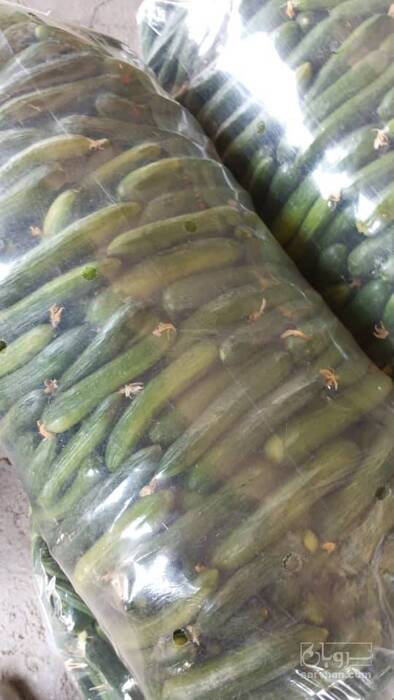 فروش خیار نول