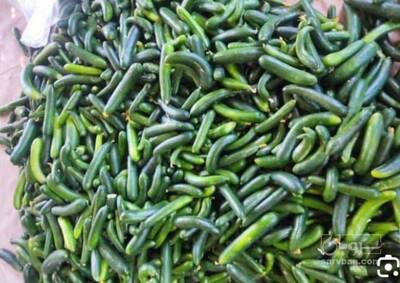 فروش خیار سبز هوای ازاد