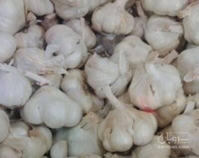 فروش سیر خشک درهم